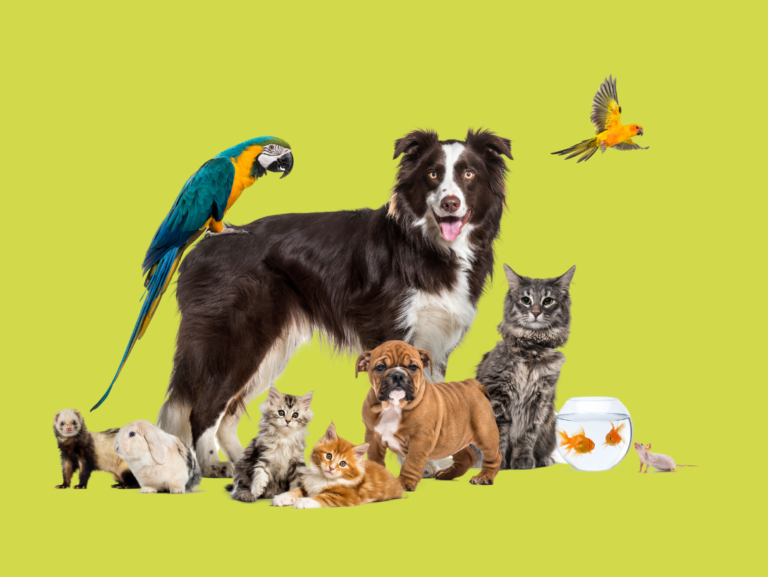 Avicultura Pet Shop Planeta Animal